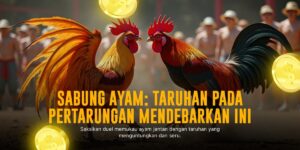 Mengenal Ayam Aduan Bangkok: Raja Sabung Ayam