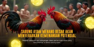 Mengenal Jenis-Jenis Ayam Tarung di Sabung Ayam SV388